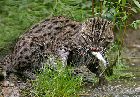 Fishing cat .